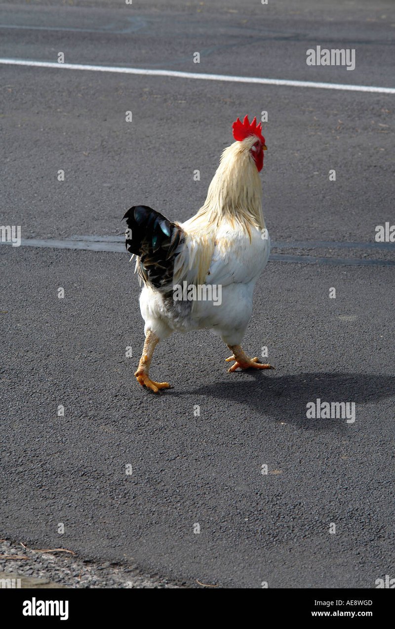 Spain - chicken road casino Spain - chicken road casino